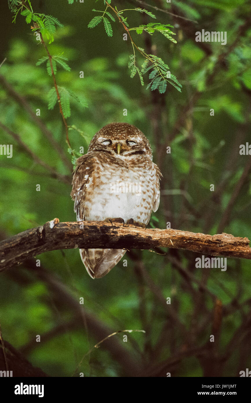 Spotted Owlet, (Athene brama), di Keoladeo Ghana National Park, Bharatpur Rajasthan, India Foto Stock