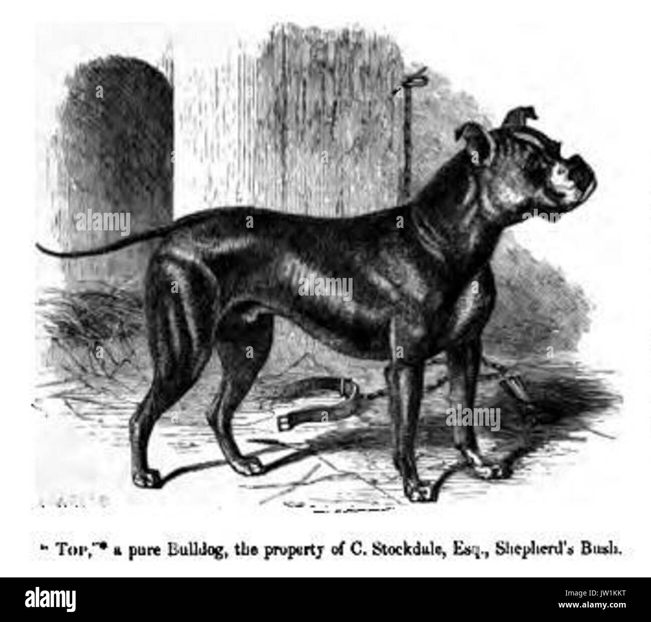 130 Bulldog Foto Stock