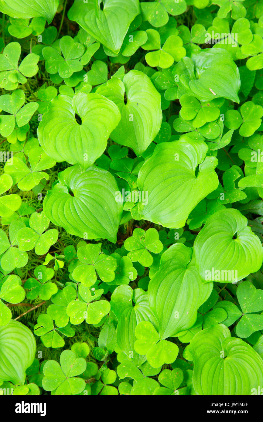 Wild il giglio della valle (Maianthemum canadensis) lungo Amanda's Trail, Cape Perpetua Scenic Area, Siuslaw National Forest, Oregon Foto Stock