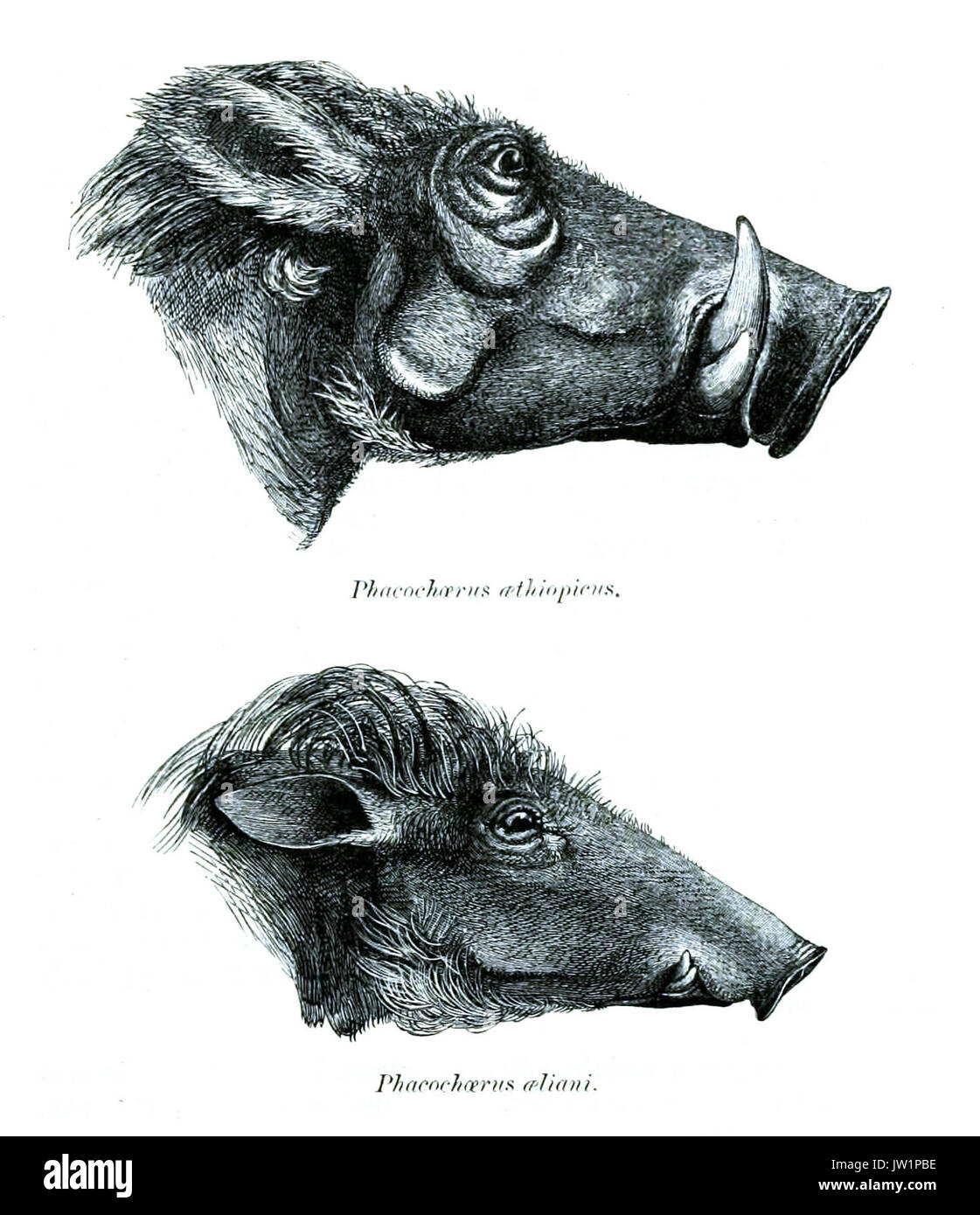 Phacochoerus è un genere di maiali selvatici, comunemente noto come facodrilli. Questi animali sono nativi dell'Africa sub-sahariana, riconosciuti per le loro verruche facciali e zanne distintive. I facoceri sono onnivori e si nutrono principalmente di erba, radici e frutta. Sono noti per la loro resilienza e capacità di sopravvivere in una varietà di habitat, dalle savane alle foreste. Foto Stock
