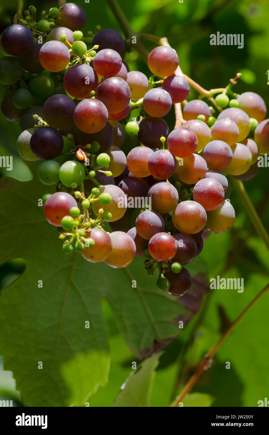 Quasi mature grapevine, con frutta, uva rossa uva, Paesi Bassi. Foto Stock