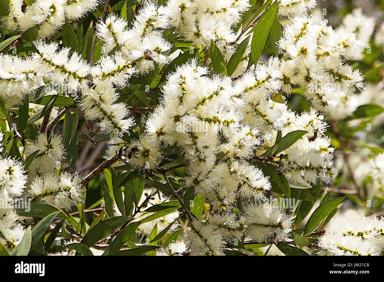 Melaleuca albero in fiore Foto Stock