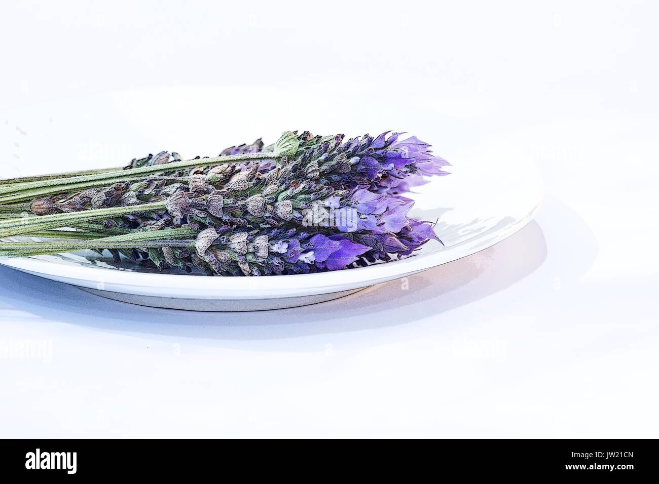 Lavanda fiori su sfondo bianco Foto Stock