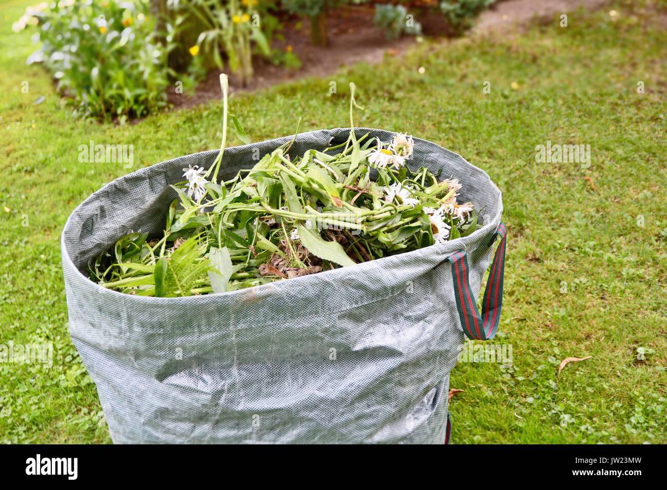 Giardino pieno di erbacce con sacchetto di alghe e piante in giardino. Foto Stock