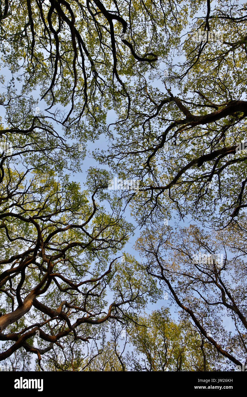 Tettoia dell'albero; Inclosure di Pignall; Foresta nuova; Regno Unito Foto Stock