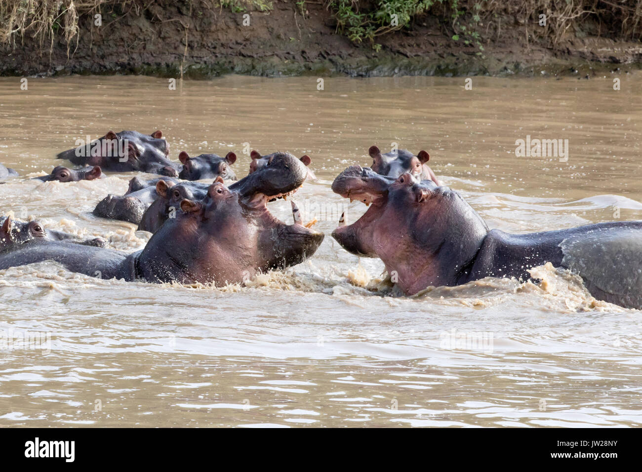 Comune (Ippopotamo Hippopotamus amphibius) combattimenti, con la bocca aperta affacciati come se ridere Foto Stock
