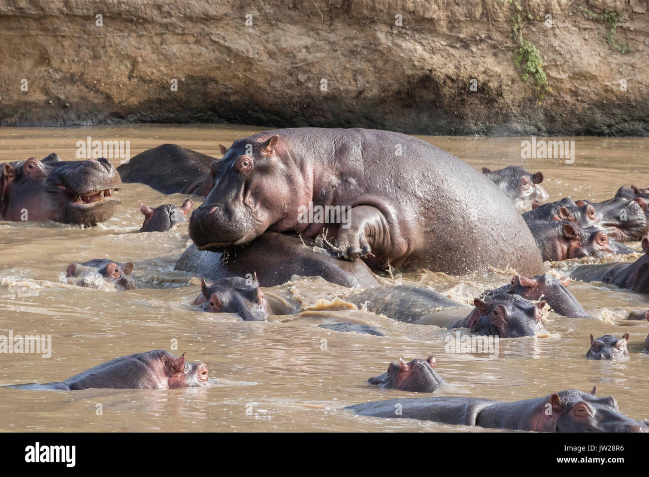Un comune cheeky ippopotamo (Hippopotamus amphibius) salendo su altri Foto Stock