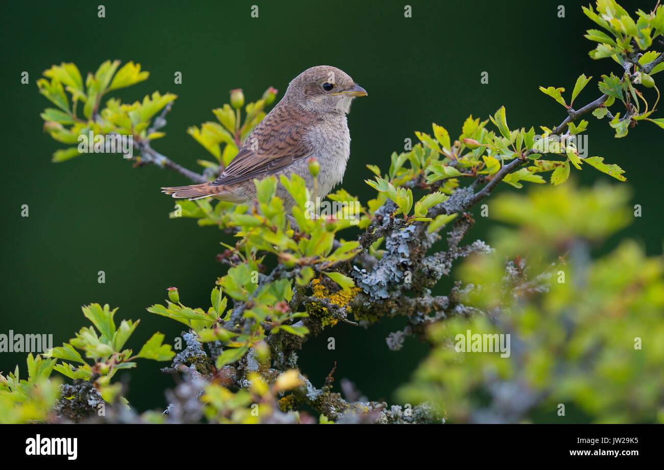 Red-backed shrike (Lanius collurio), giovane uccello, függe, seduti nella struttura ad albero della riserva della biosfera Svevo, Baden-Württemberg Foto Stock