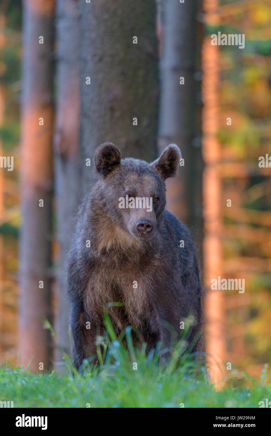 L'orso bruno (Ursus arctos), in piedi Abete rosso alta foresta, la luce della sera, Malá Fatra, poco Fatra, Slovacchia Foto Stock
