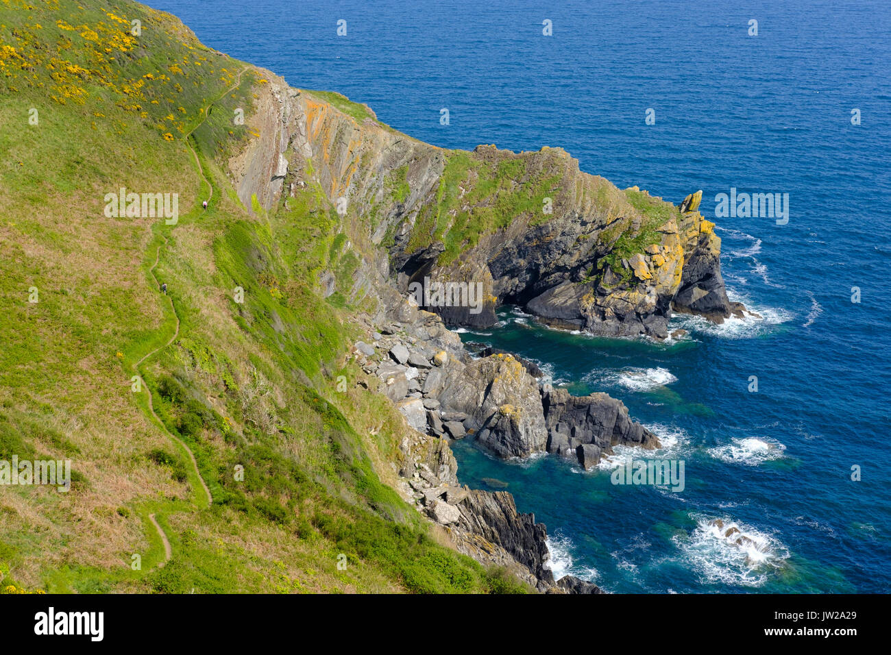 Sentiero costiero, Küstenpfad nahe Polperro, Cornwall, Inghilterra, Großbritannien Foto Stock
