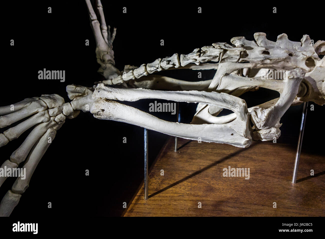 Dettaglio della guarnizione comune / guarnizione porto porto / guarnizione (Phoca vitulina) skeleton mostra falangi, tibia e femore e fibula le ossa in arto posteriore Foto Stock