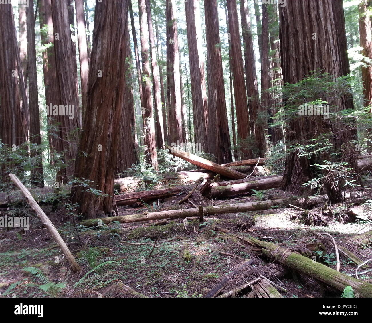 Le foreste pluviali incredibilmente lussureggianti pavimento sostiene la vita per molti organismi Foto Stock