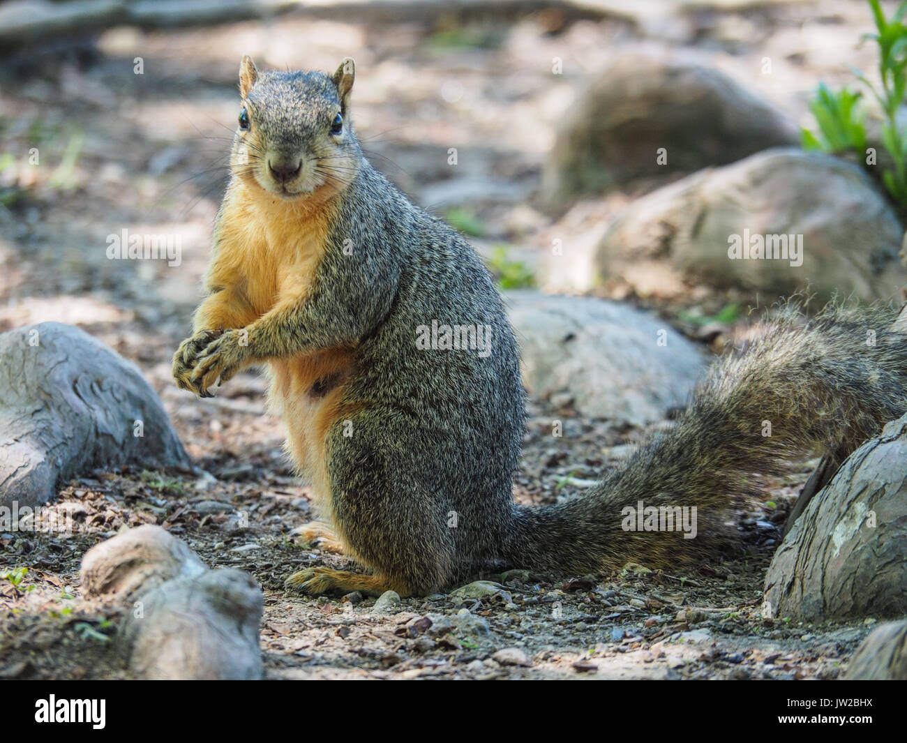 Lo scoiattolo closeup a White Rock Lake Park Foto Stock