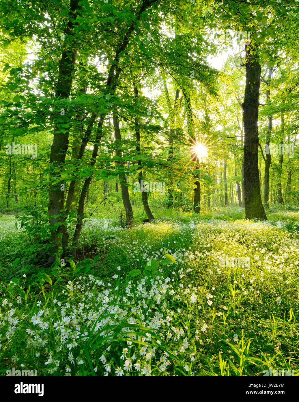 Inondato di luce, quasi naturale foresta mista mattina il sole splende attraverso gli alberi, inizio di piante fiorite che copre il suolo Foto Stock