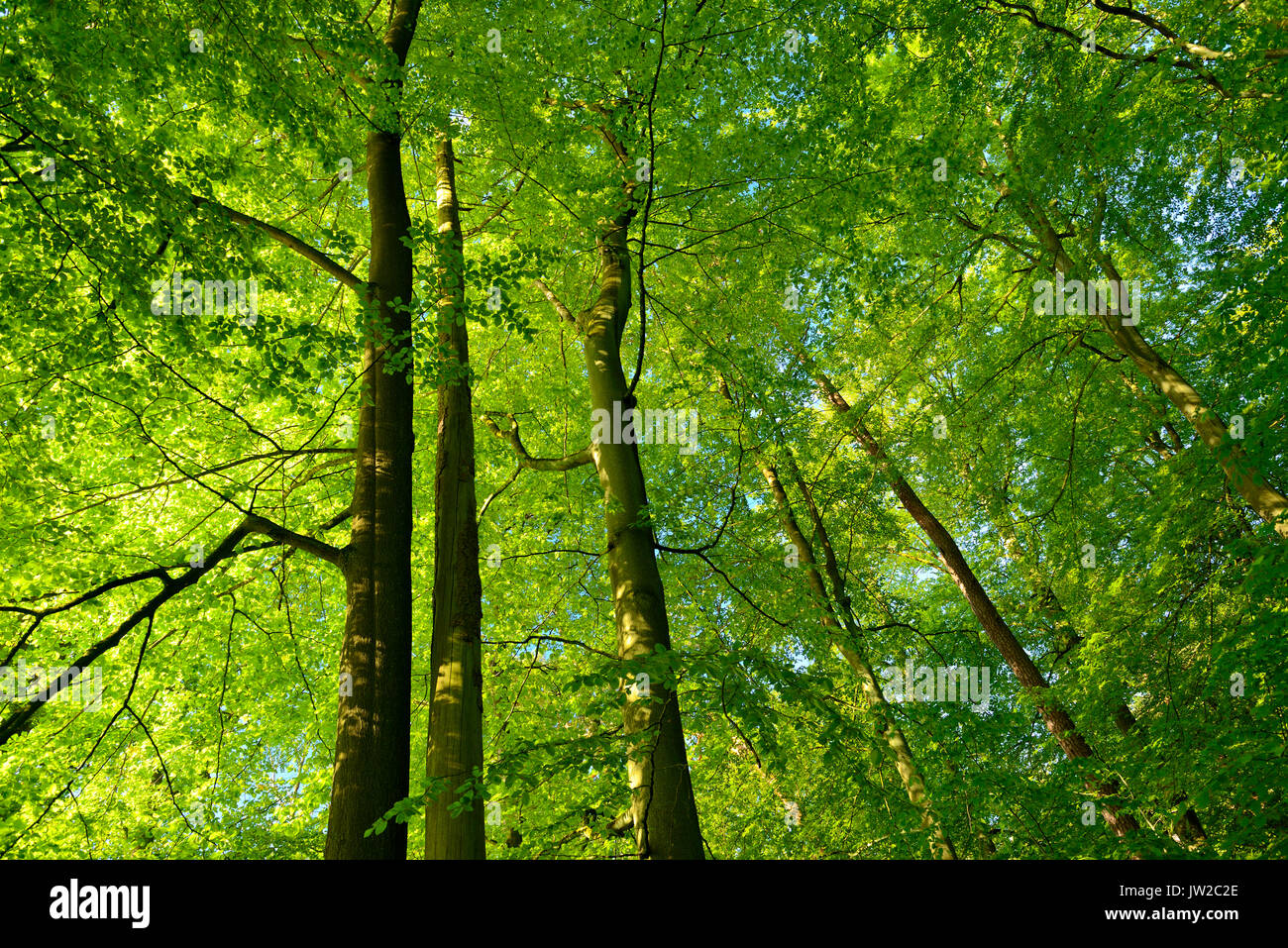 Incontaminata foresta di faggio, vista del tree tops, Zwiesel, Müritz National Park, sottoregione Serrahn, Patrimonio Naturale UNESCO, Foto Stock