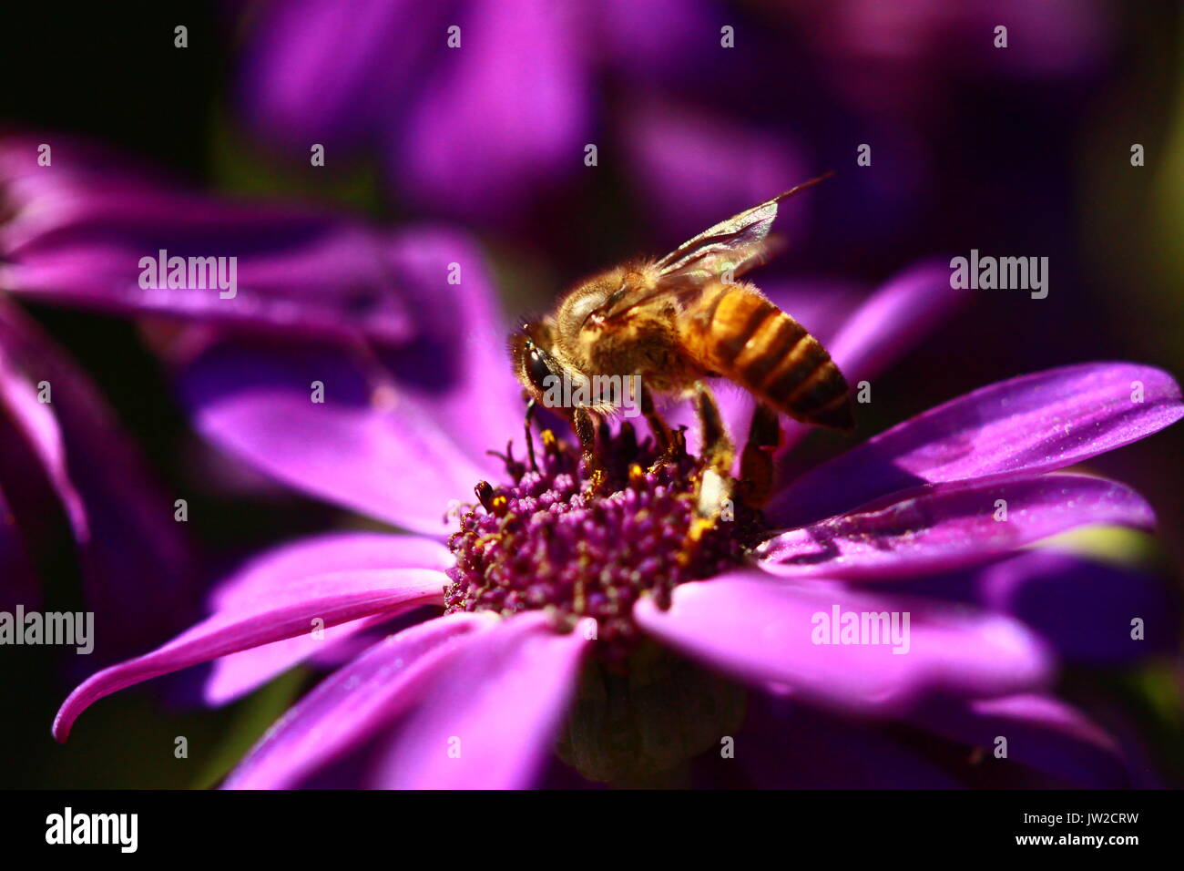 Primo piano di un'ape che succhia il nettare da un fiore Foto Stock