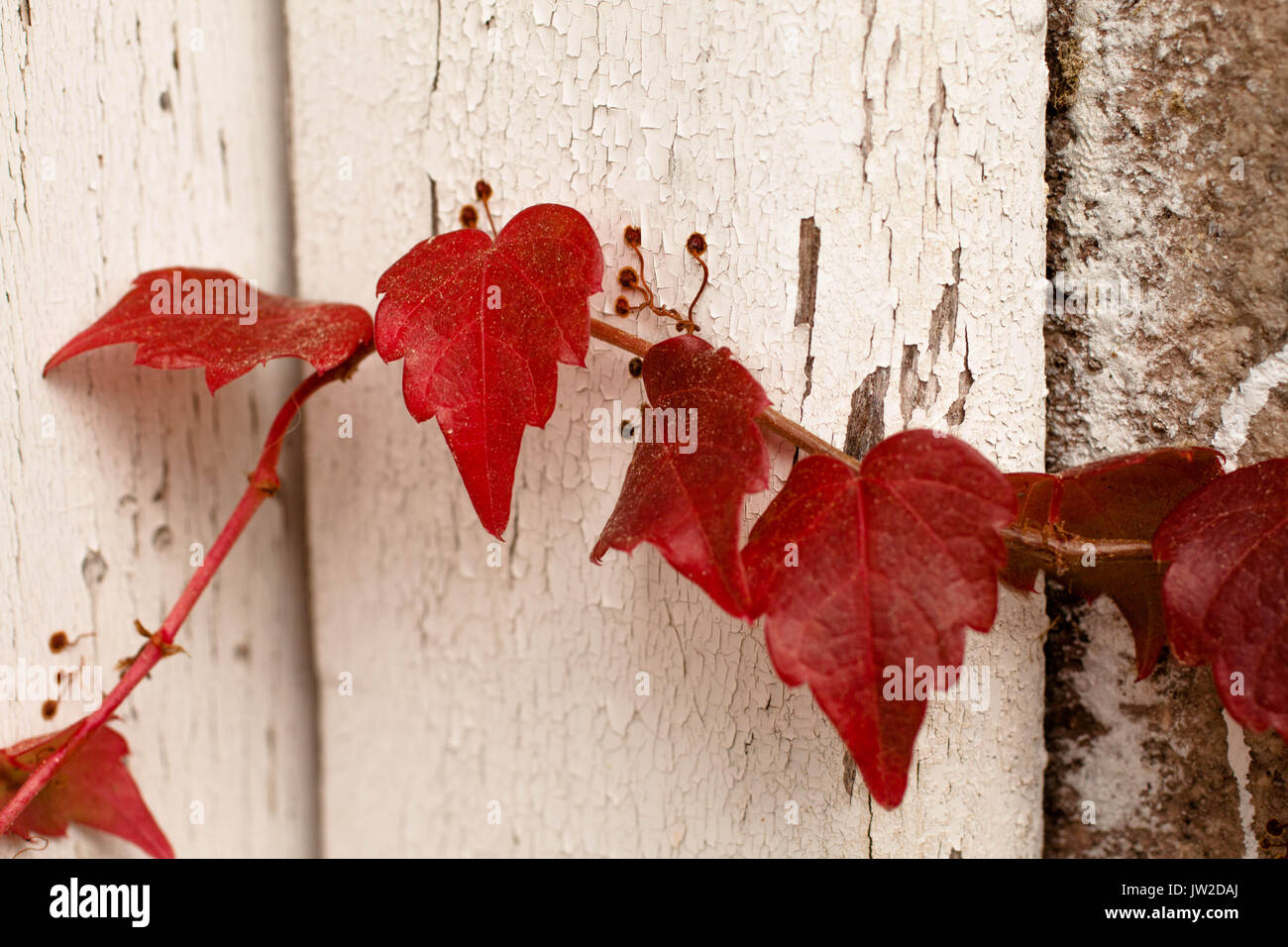 Red foglie d'edera vicino fino in autunno in un bianco porta in legno con vernice rotto da un vecchio cottage Foto Stock