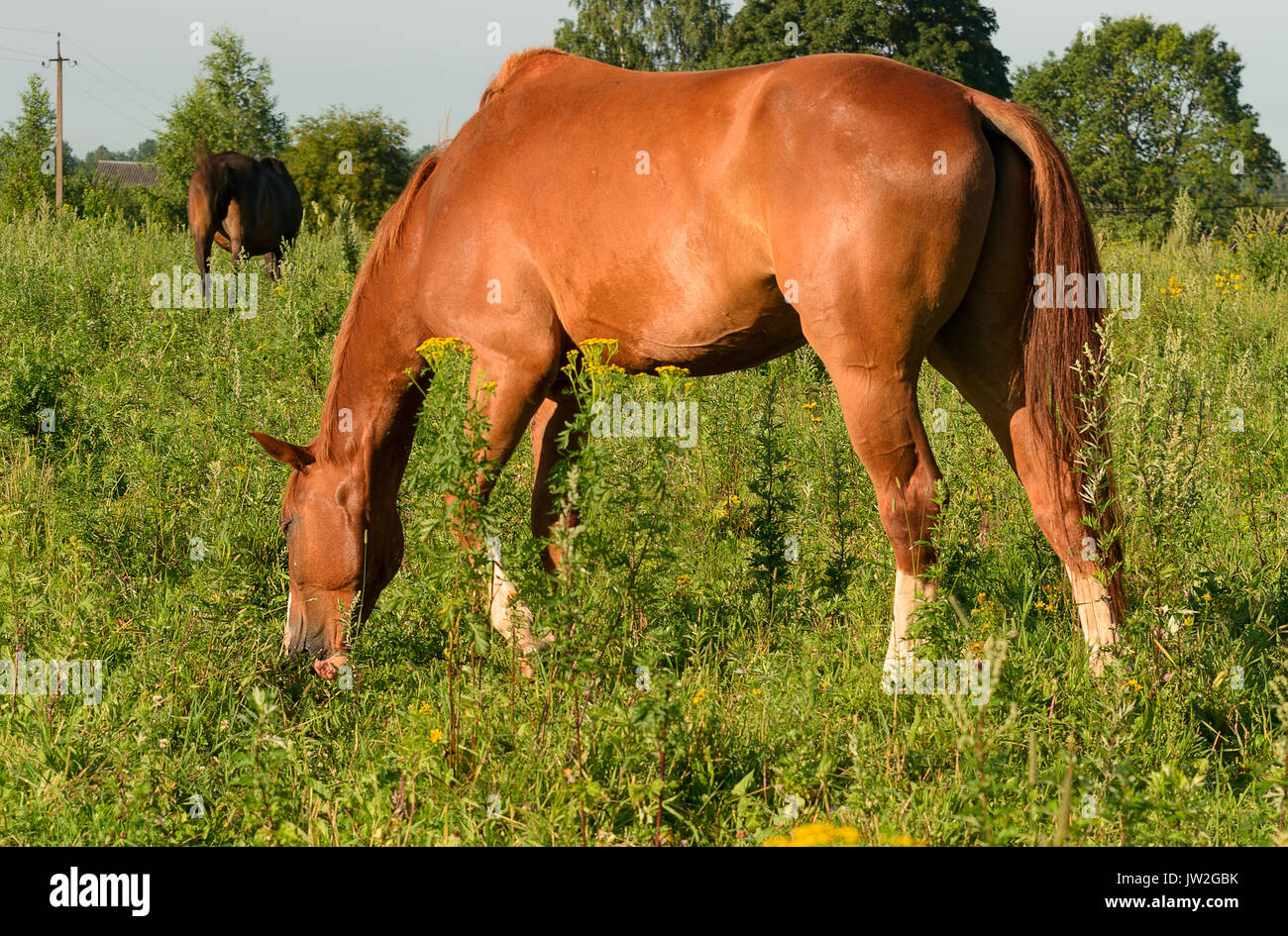 Cavalli sul pascolo aperto. L'oblast di Leningrado. Foto Stock