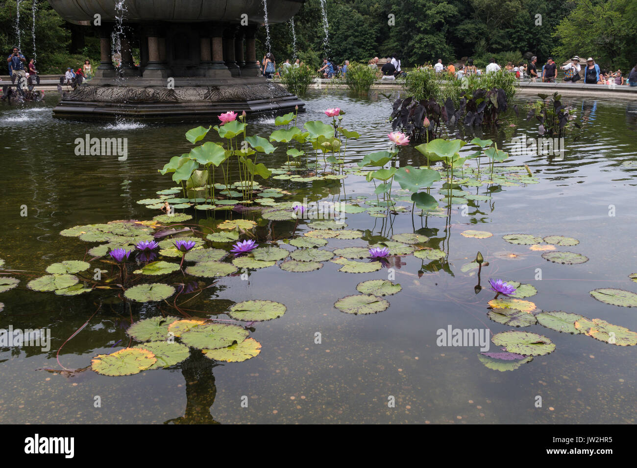 Waterlilies in angelo di acque Fontana a Bethesda terrazza, NYC, STATI UNITI D'AMERICA Foto Stock