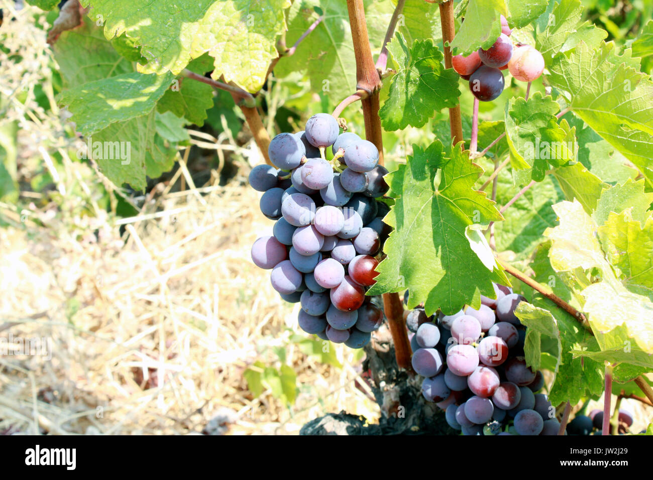 Vendemmia Foto Stock