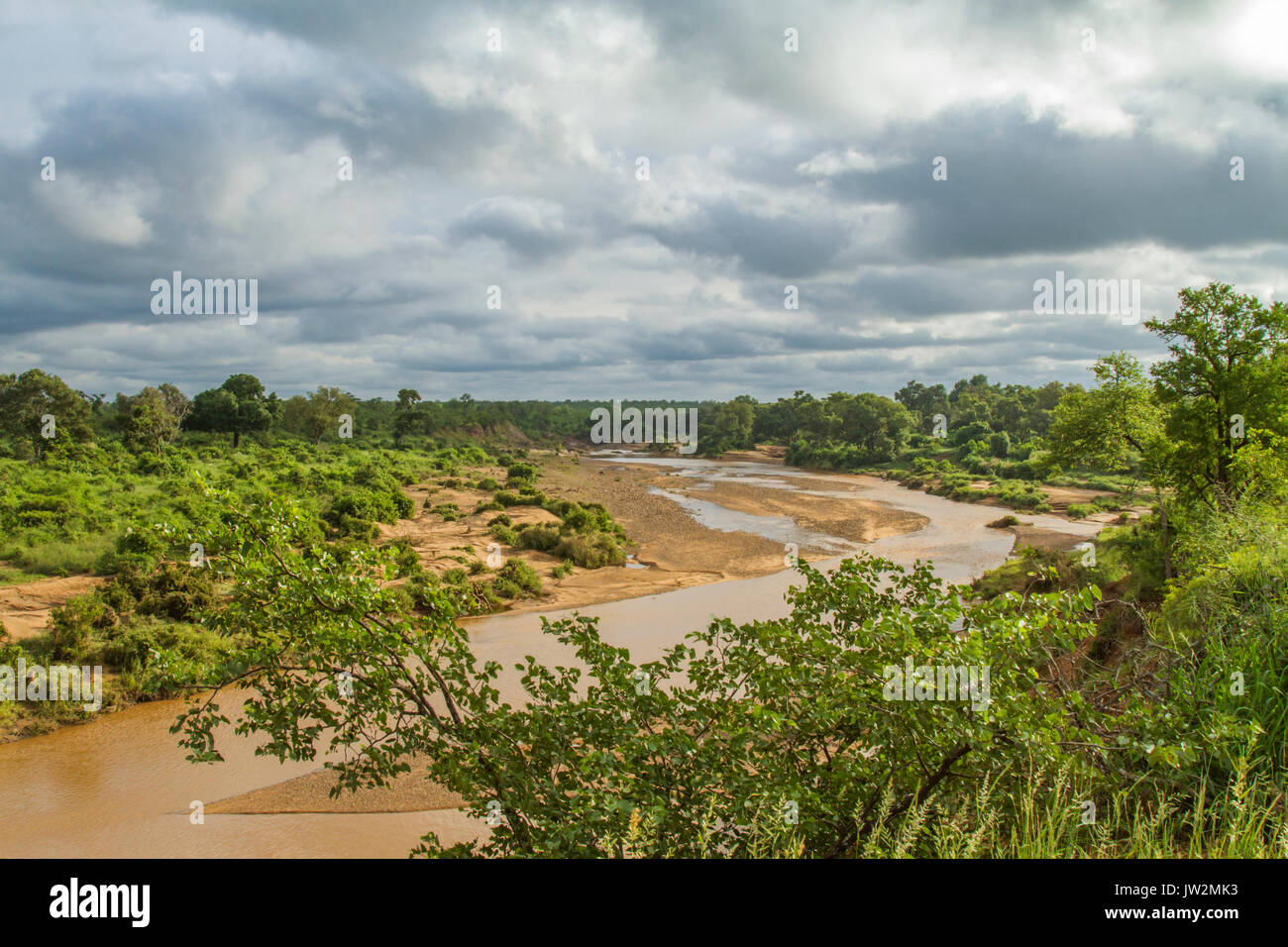 Bush africano Elefante camminando su un sentiero nel Parco di Kruger, Sud Africa Foto Stock