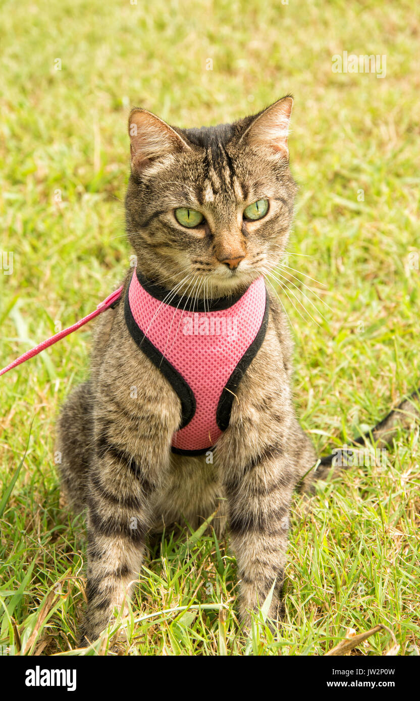 Vista frontale di un brown tabby cat in rosa e il cablaggio guinzaglio, in erba verde, guardando alla destra del visualizzatore Foto Stock