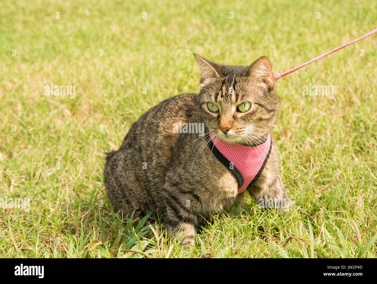 Brown tabby cat nel sistema di cavi e il guinzaglio, in erba verde, guardando a sinistra del visualizzatore Foto Stock