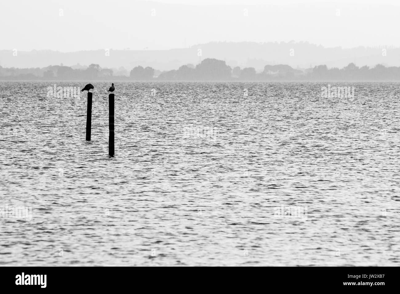 Due gabbiani su pali su un lago, con lontane colline in background e molto toni morbidi Foto Stock