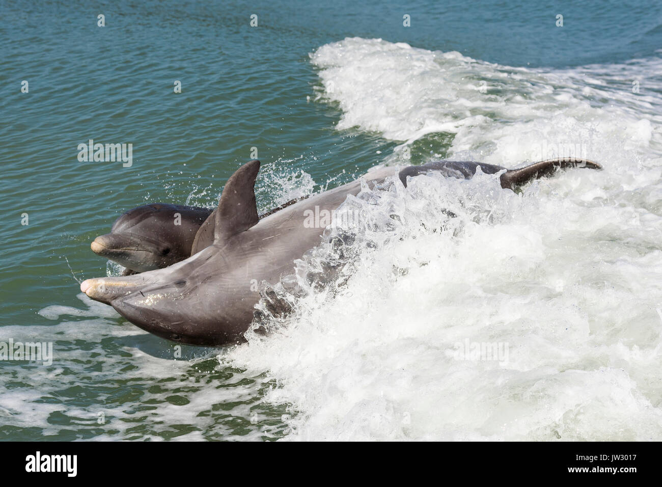 Madre e bambino comuni delfini tursiopi (Tursiops truncatus) vicino a Marco Island, Florida, Stati Uniti Foto Stock