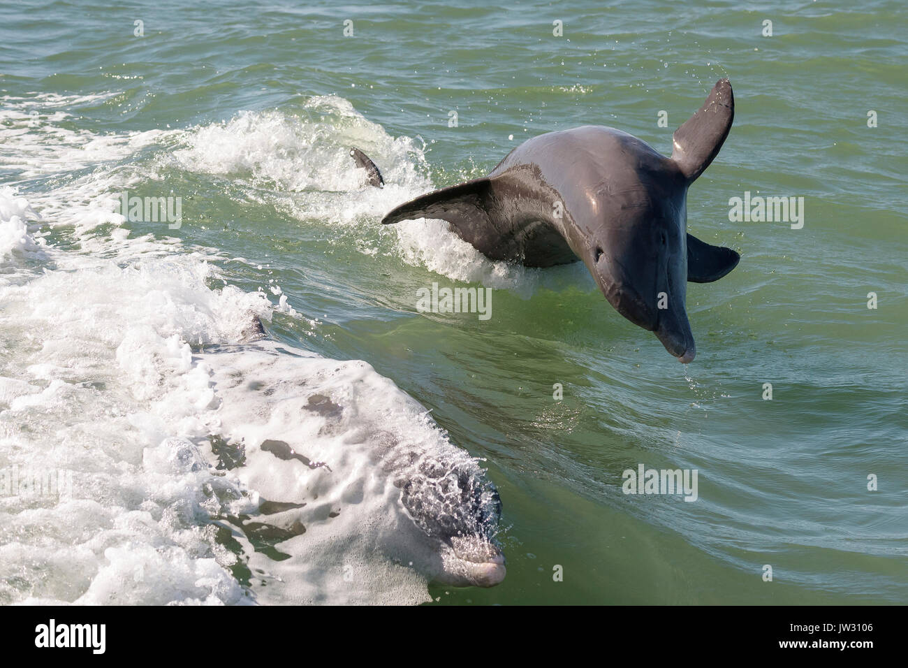 Delfini tursiopi comuni (Tursiops truncatus) vicino a Marco Island, Florida, USA Foto Stock