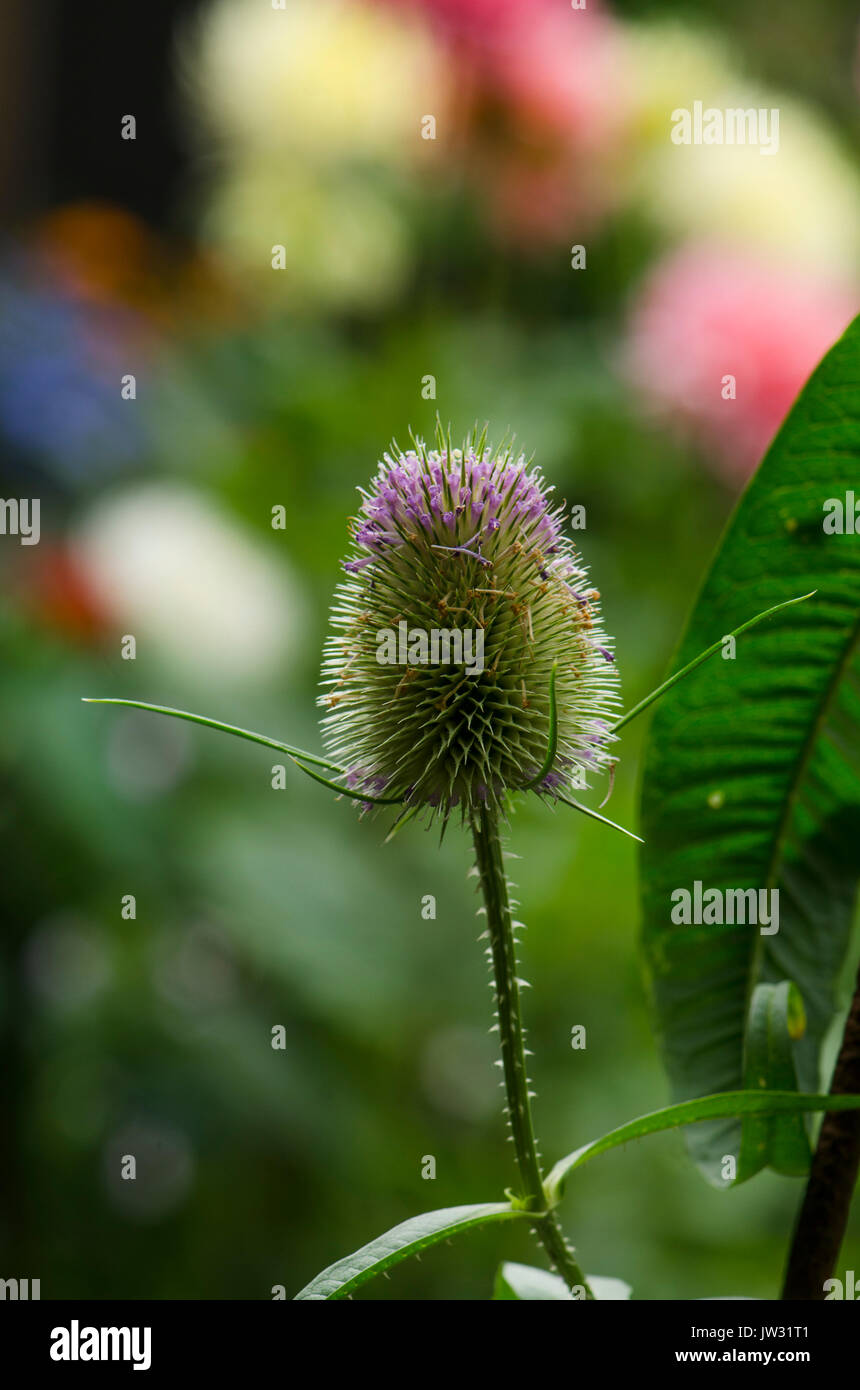 Indian Teasel Dipsacus sativus, fiore di testa. Foto Stock