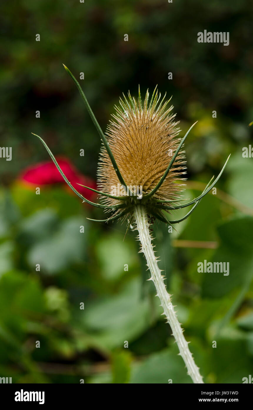 Indian Teasel Dipsacus sativus, fiore di testa. Foto Stock