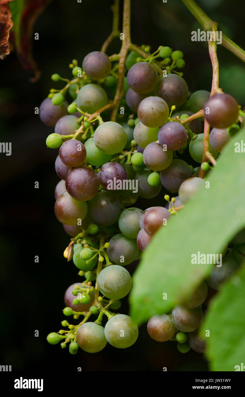 Quasi mature grapevine, con frutta, uva rossa uva, Paesi Bassi. Foto Stock