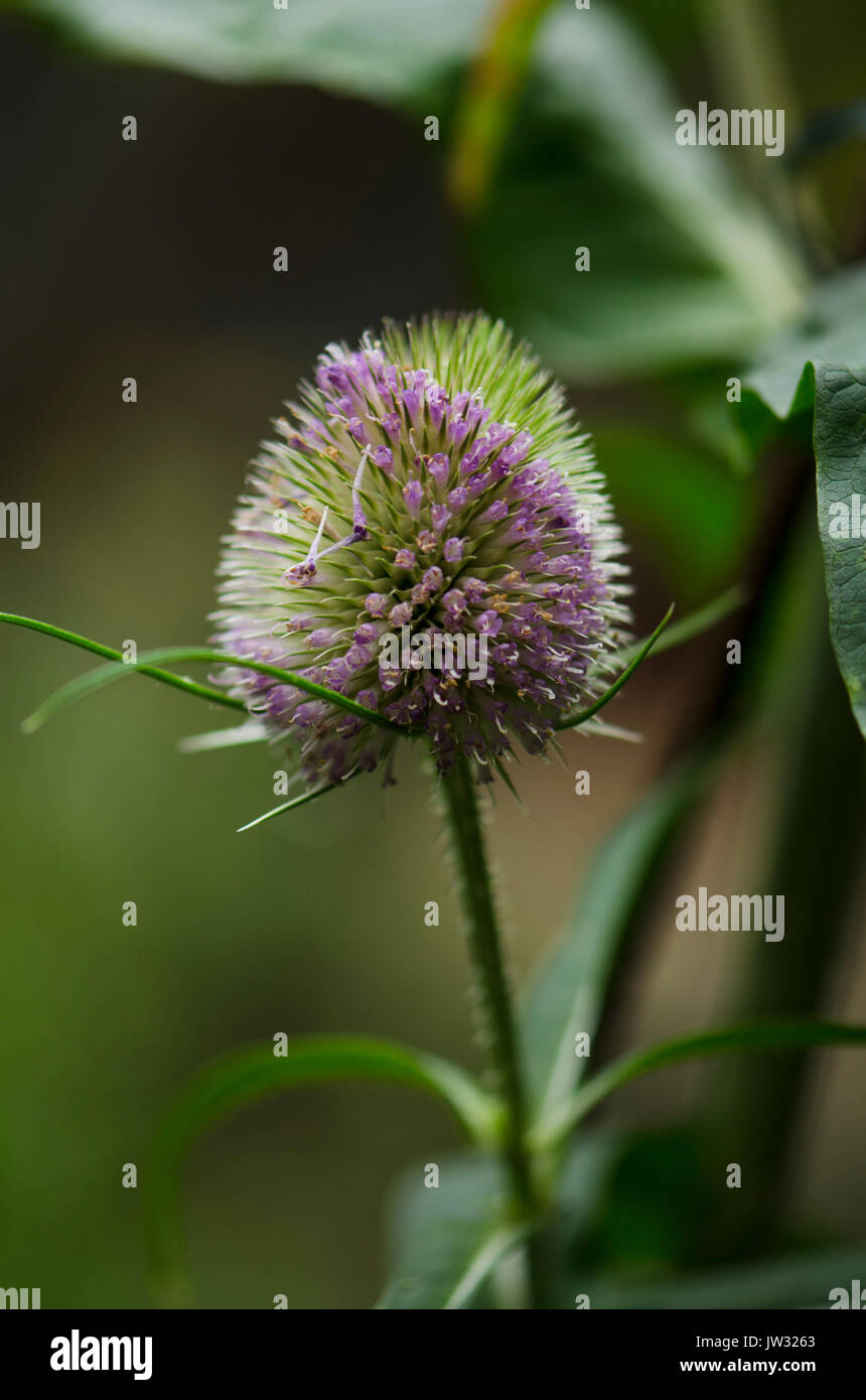 Indian Teasel Dipsacus sativus, fiore di testa. Foto Stock