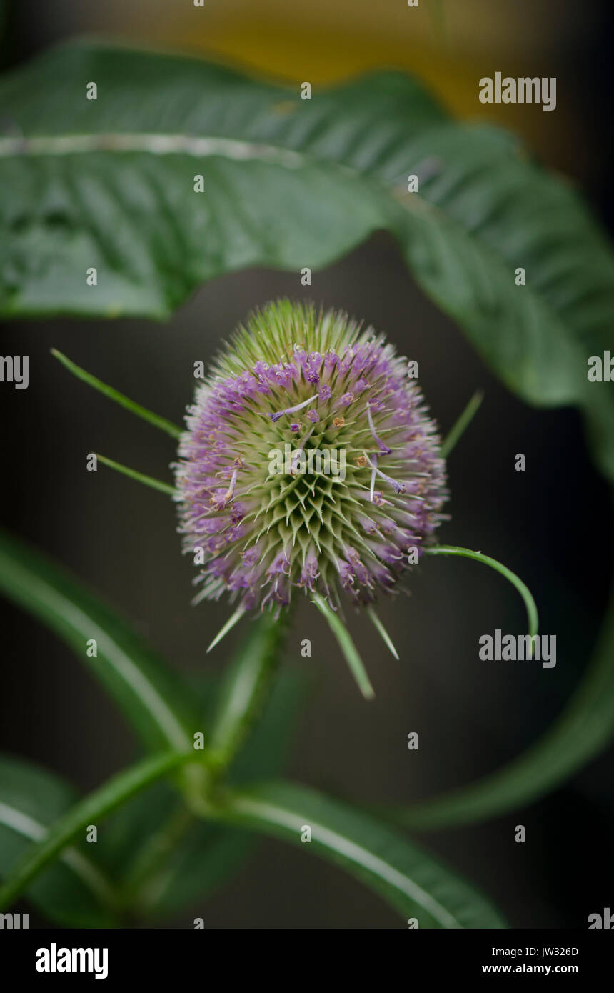 Indian Teasel Dipsacus sativus, fiore di testa. Foto Stock