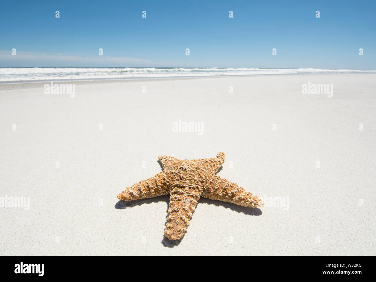 Starfish su vuoto spiaggia sabbiosa Foto Stock