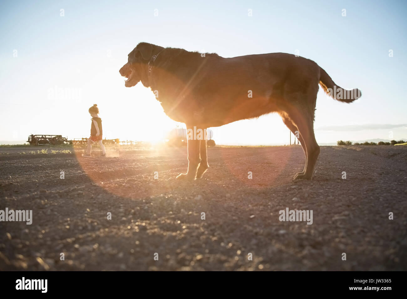 Stati Uniti d'America, Colorado, bambina (4-5) a piedi su strada sterrata con cioccolato Labrador in piedi in primo piano Foto Stock