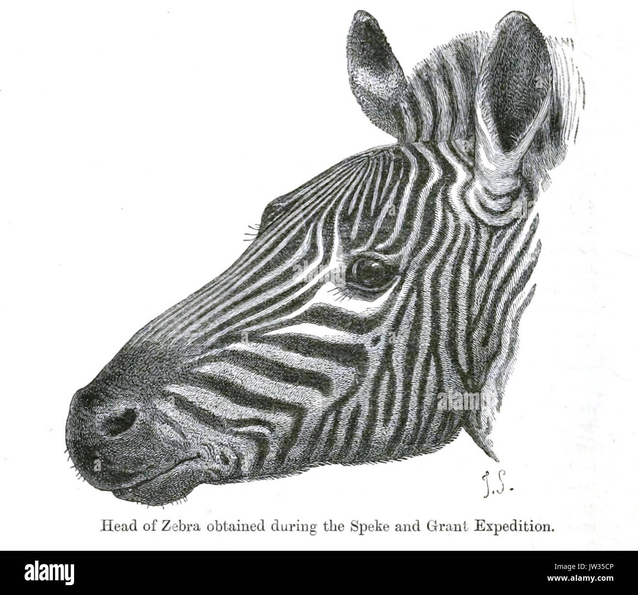 ZebraSmit Foto Stock