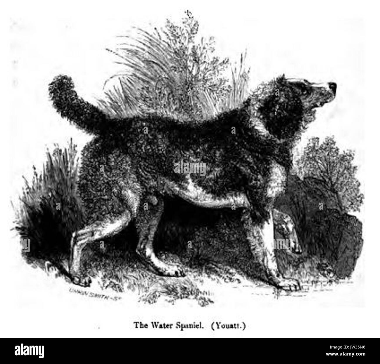 113 Acqua Spaniel Foto Stock