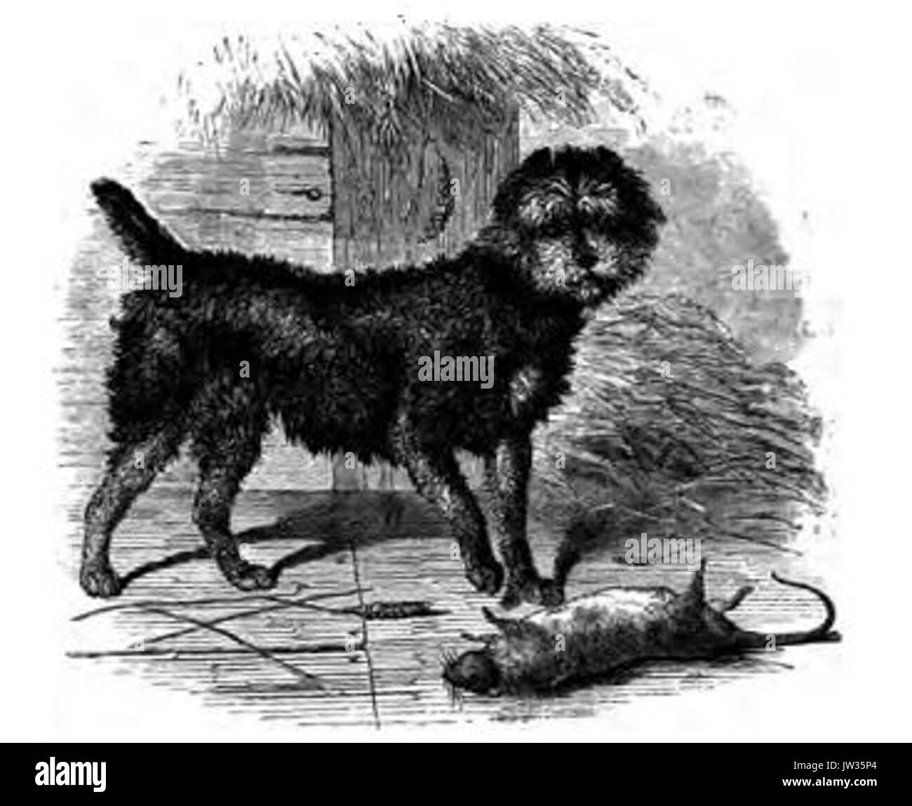 076 Scotch Terrier Foto Stock