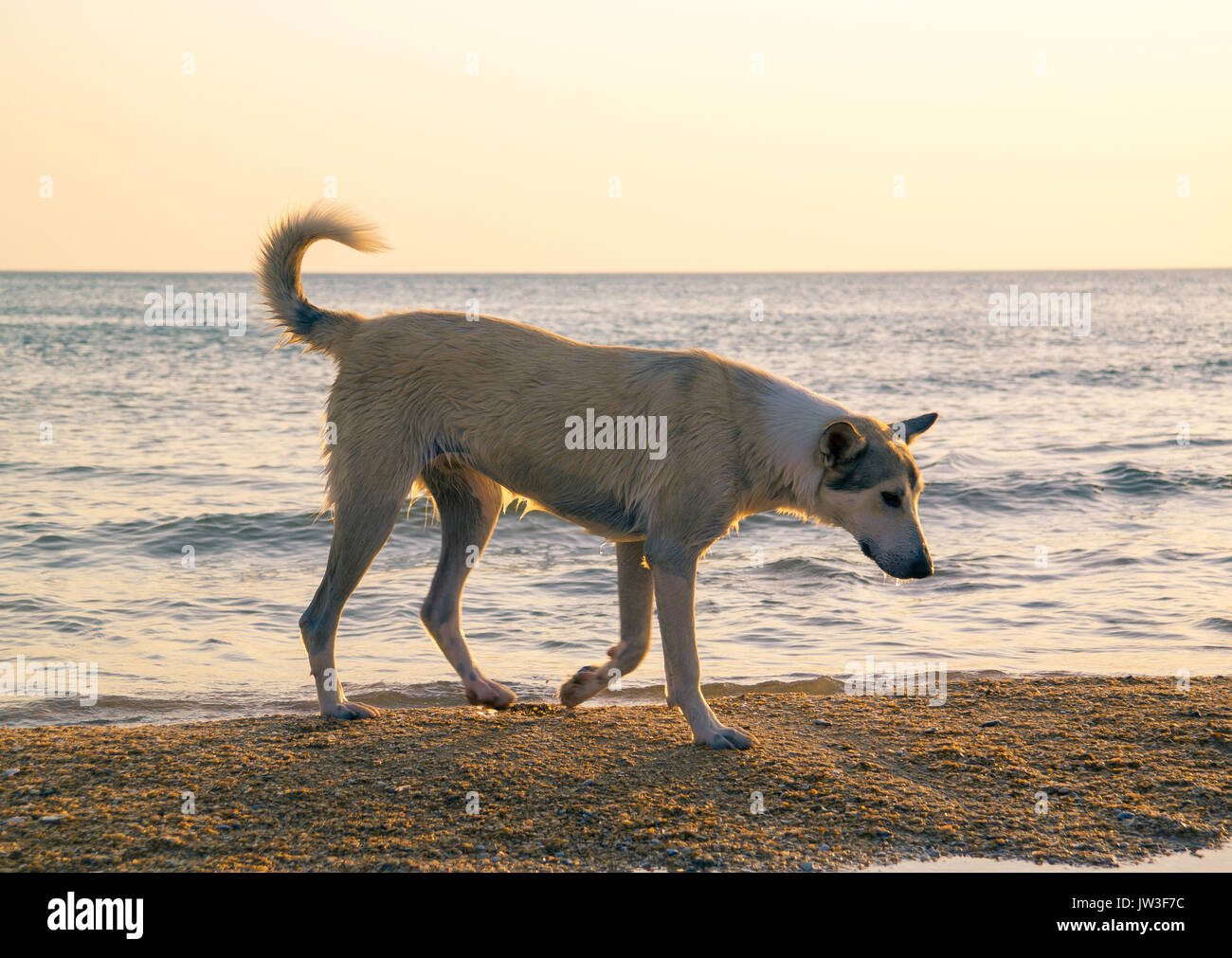 Foto di un cane sotto i raggi del sole al tramonto sulla riva del mare. Foto Stock