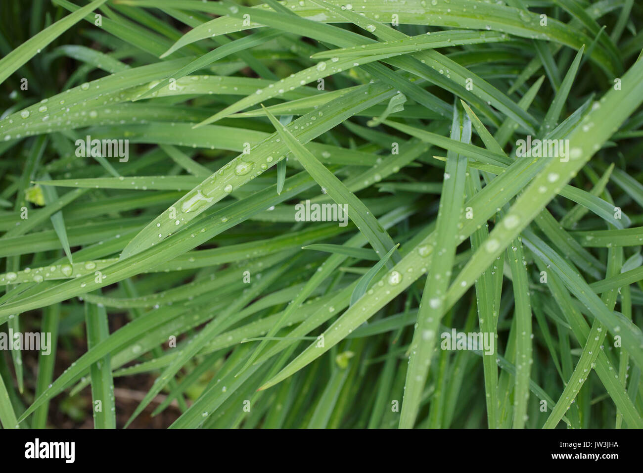 Close-up di foglie bagnato Foto Stock