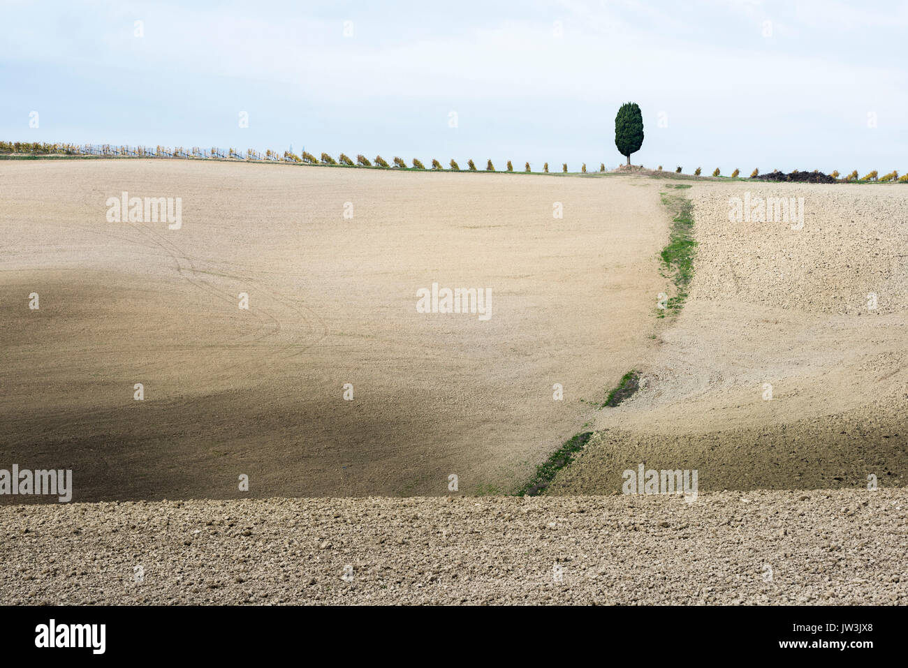 Un solitario cipressi si trova sulla parte superiore della grigio collina toscana con filari di vite Foto Stock