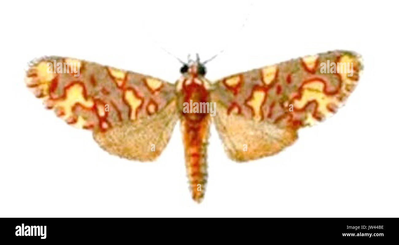 Hyponerita lavinia0 Foto Stock