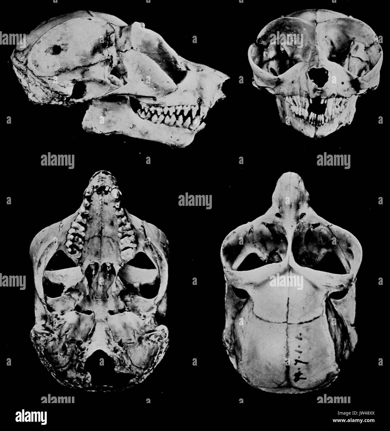 Loris lydekkerianus cranio Foto Stock