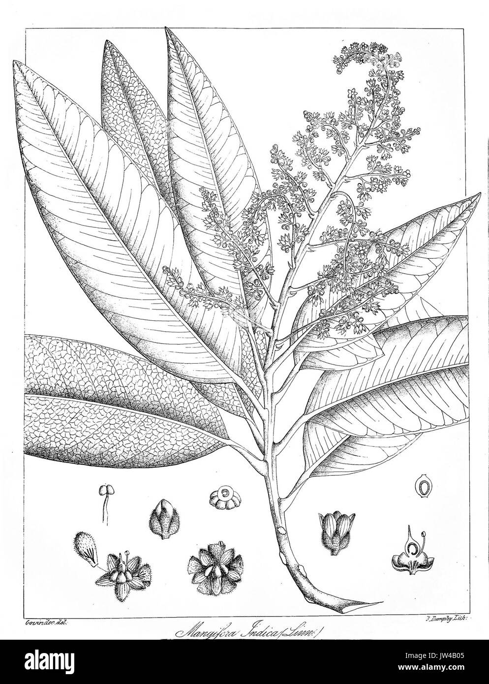 Mangifera indica Govindoo Foto Stock