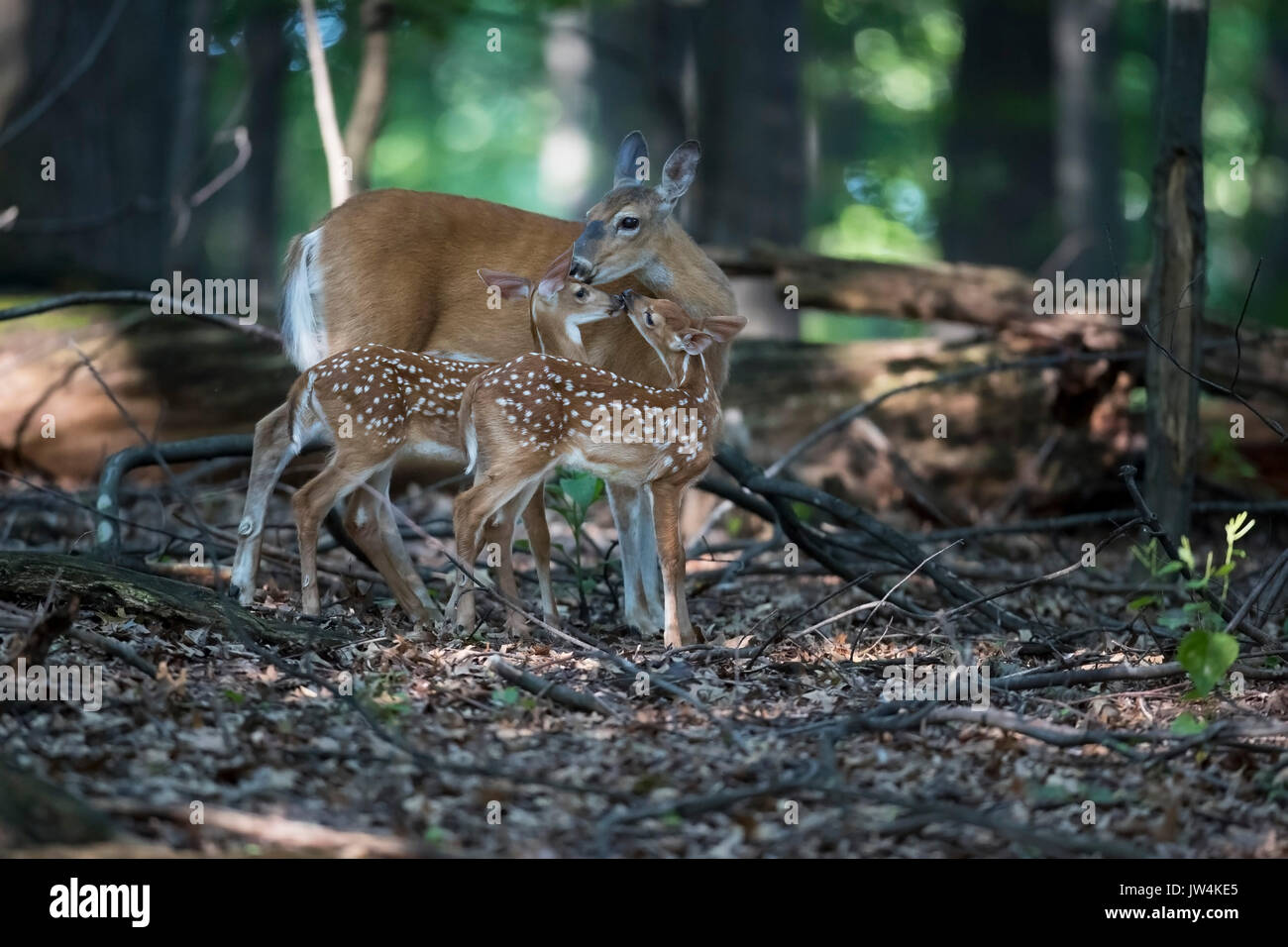 Due cerbiatti nuzzling con la loro madre cervi. Foto Stock
