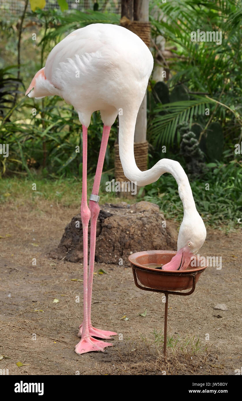 Flamingo spesso resta in equilibrio su una gamba, altri nascosto sotto la scocca. Foto Stock