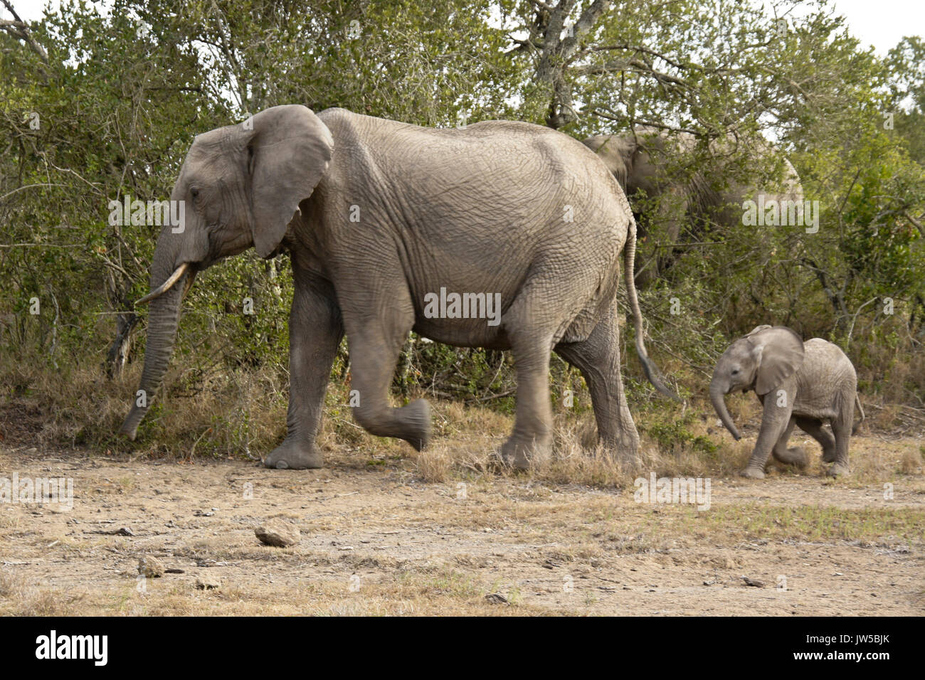 Femmina d'elefante e vitello in fretta, Ol Pejeta Conservancy, Kenya Foto Stock