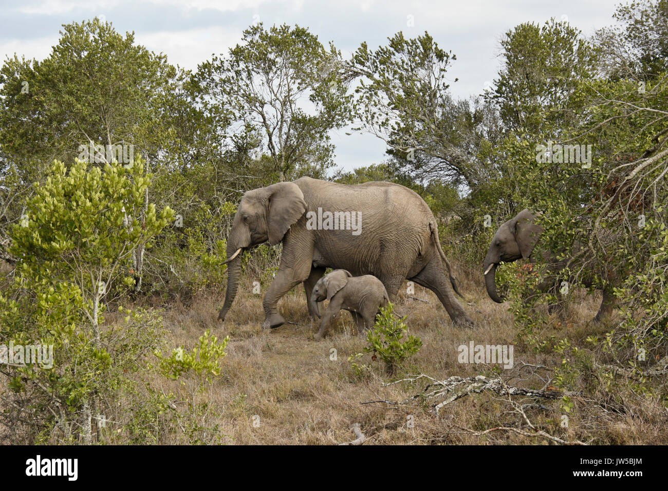Elefante femmina con lei i vitelli, Ol Pejeta Conservancy, Kenya Foto Stock
